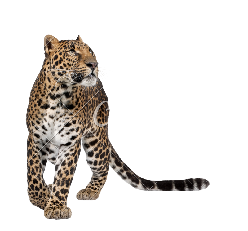 Leopard, Panthera Pardus, Walking and Looking - Photos by Canva