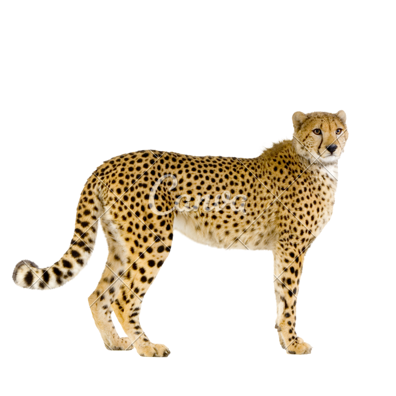 Cheetah Standing up - Photos by Canva