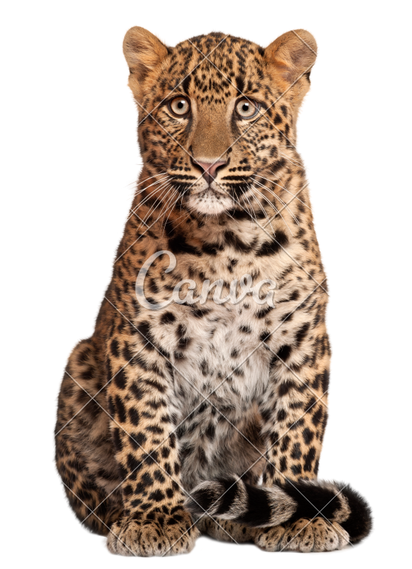 Leopard, Panthera Pardus, 6 Months Old, Sitting in Front of Whit ...