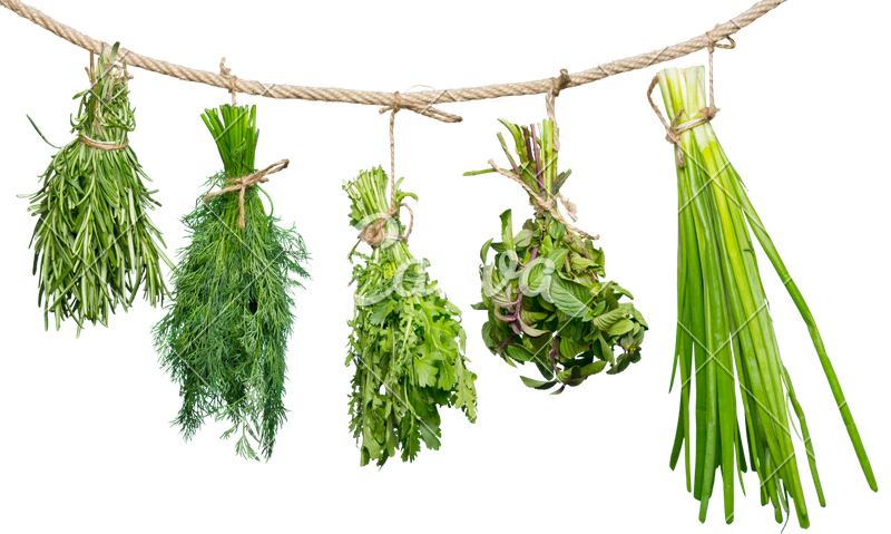 Set of Spice Herbs / Isolated on White Background / Bunches of Thyme