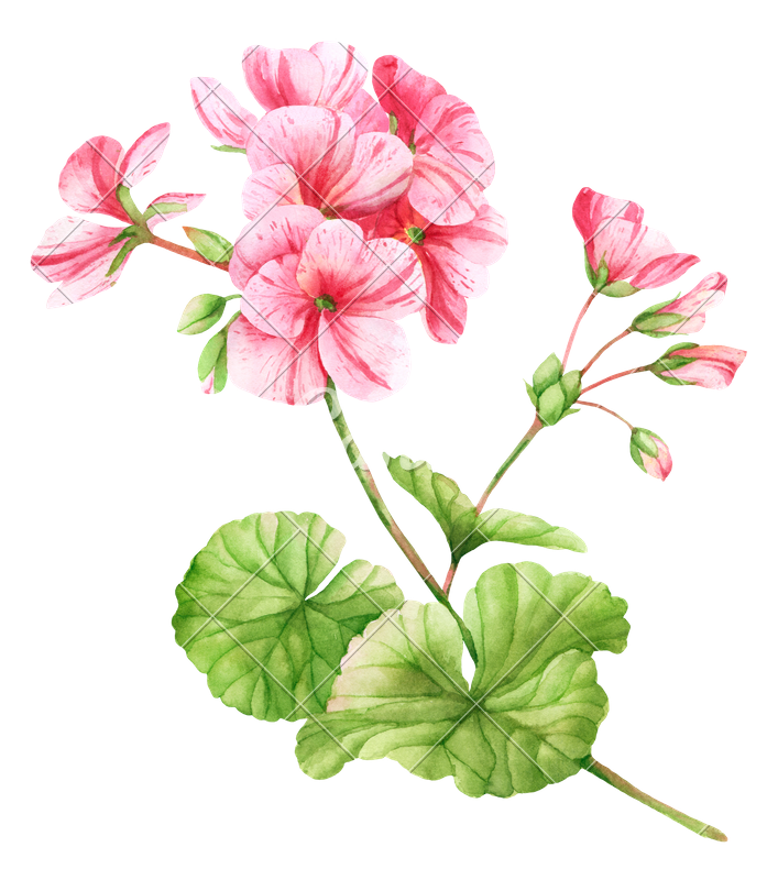Geranium Flower Watercolor Illustration Photos by Canva