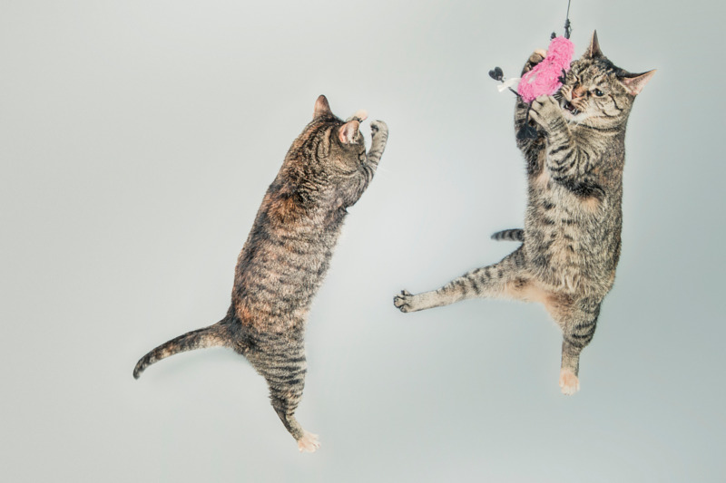 Picture of Two Cats Playing 