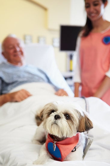 Pet Therapy Dog Visiting Senior Male Patient 