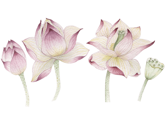 canva-lotus-flowers-painted-in-watercolor-MABru6X7u6E.png