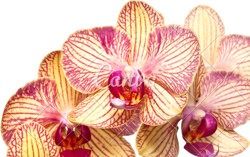 orchid album for pc