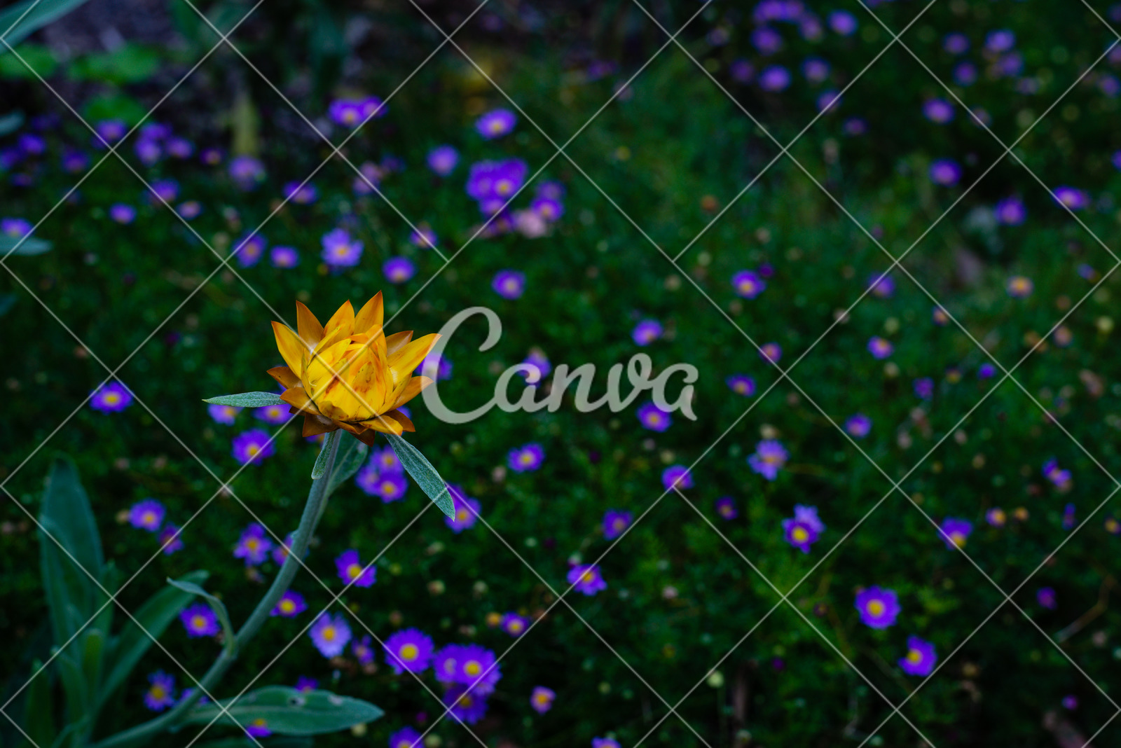 Yellow Daisy Flower In The Royal Botanic Gardens Cranbourne