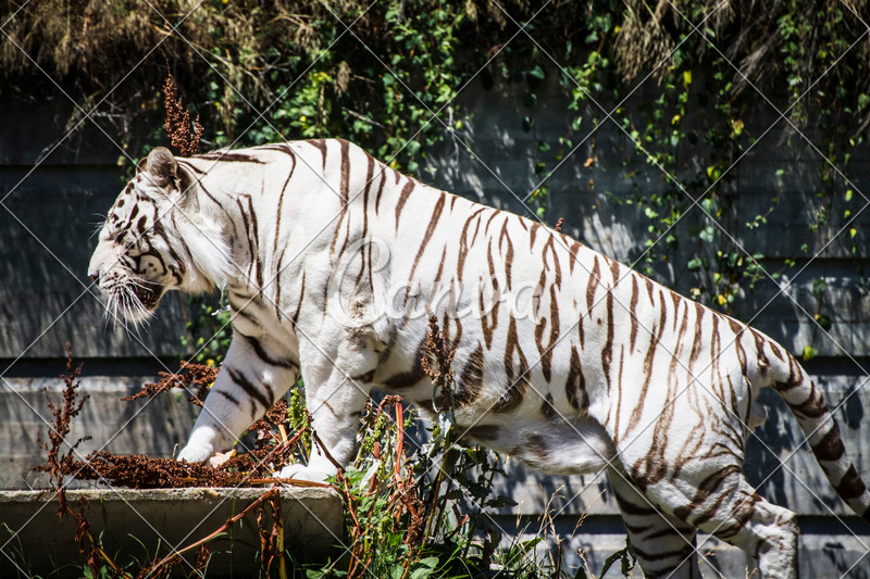 White Tiger For Mac