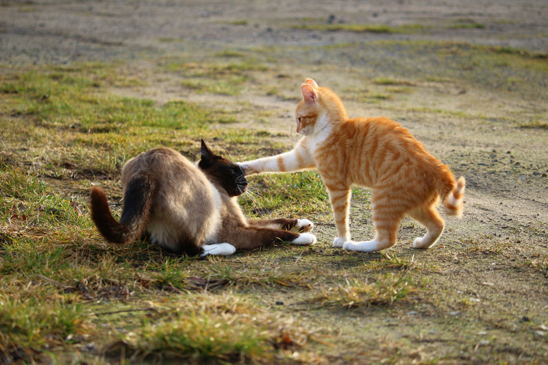 Cat, Fight, Play, Kitten, Siamese Cat, Siamese