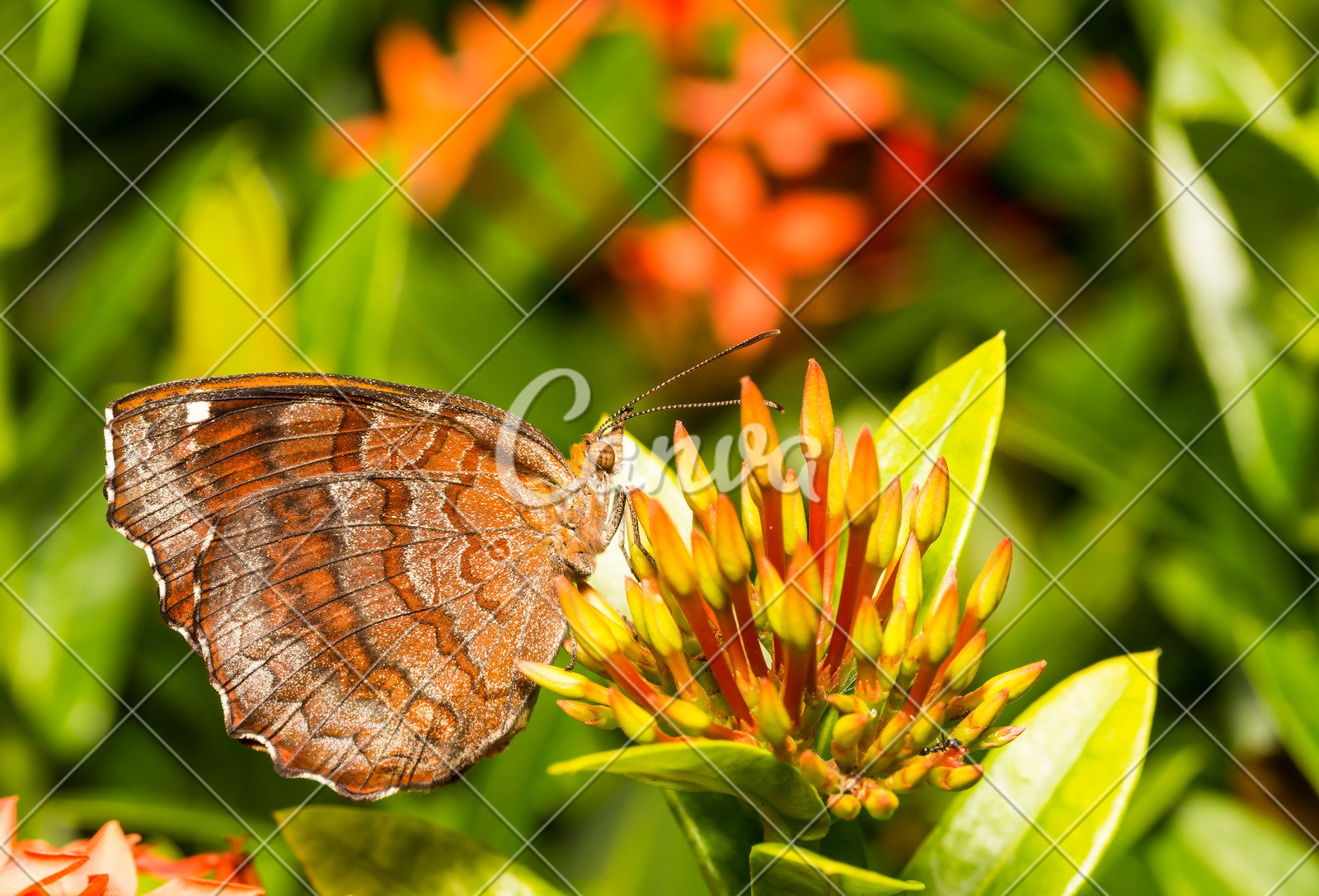 Bộ sưu tập cánh vẩy 4 - Page 8 Canva-angled-castor-butterfly-%28-ariadne-ariadne-%29-resting-on-flower-MAC4bqG56us