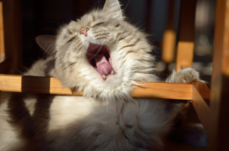 Cat, Tired, Nap, Yawn, Tongue, Cute