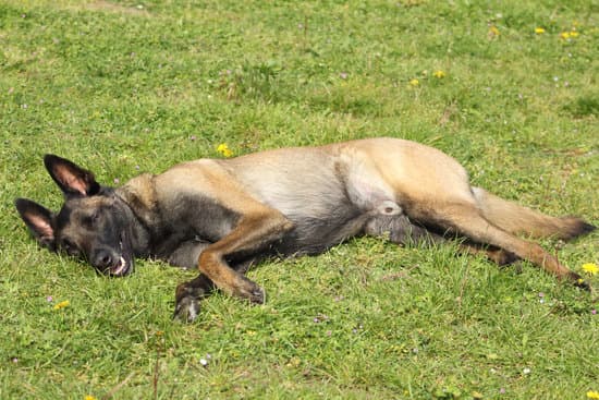 Chien Berger Belge Malinois En Position Couhé Sans Bouger Au