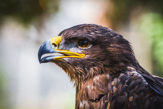 American Golden Eagle Photos By Canva