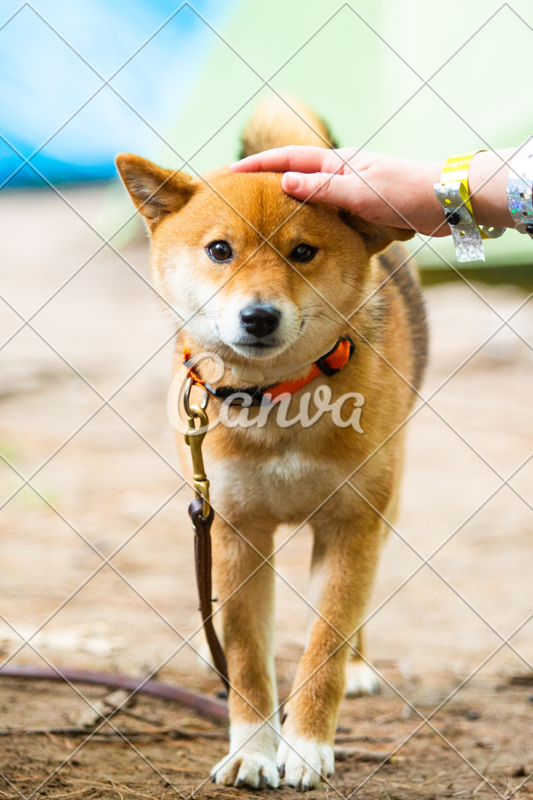 Very Happy Shiba Inu Japanese Dog On The Leash Photos By Canva