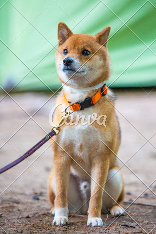 Shiba inu macho o hembra