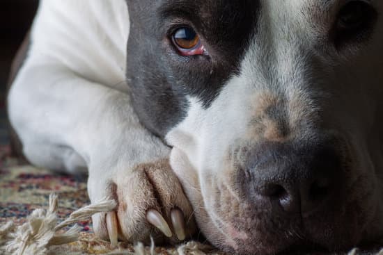 Cute Pitbull Dog Photos By Canva