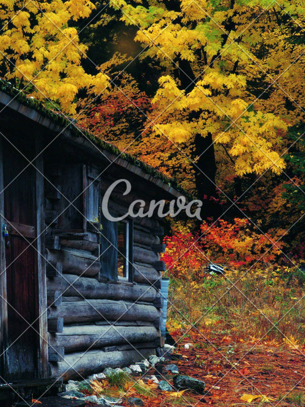 Photo Rustic Log Cabin In The Woods Color High Res Photos By