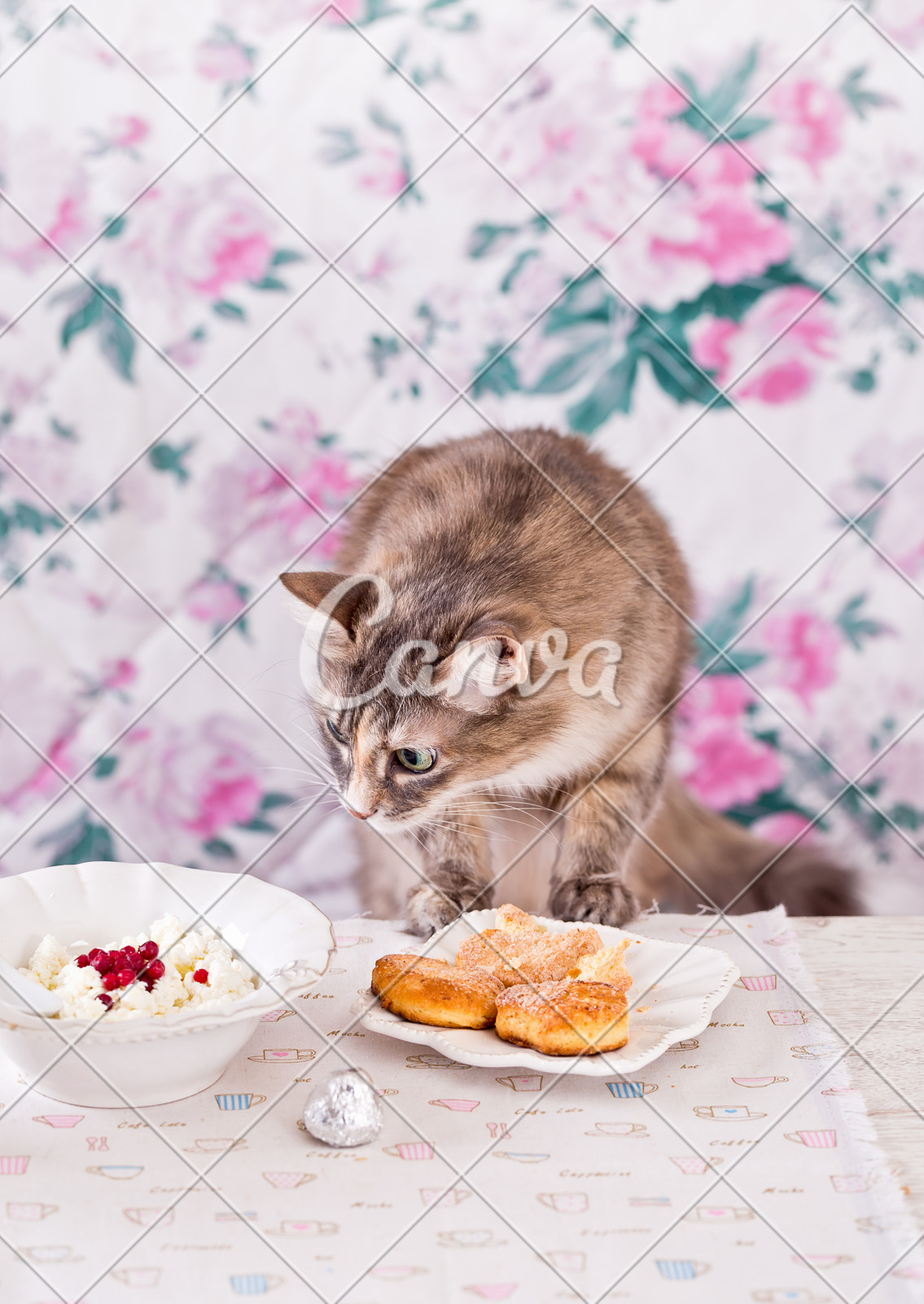 The Cat Eats Breakfast Cookies Cottage Cheese And Milk Country