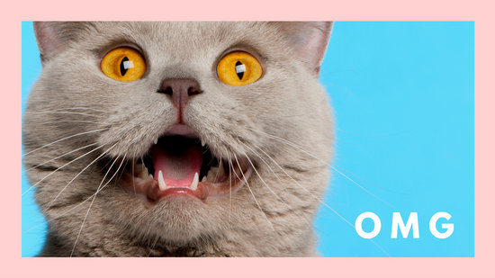 Pink  Kitten  Cat  Illustrations Cute  Desktop Wallpaper  