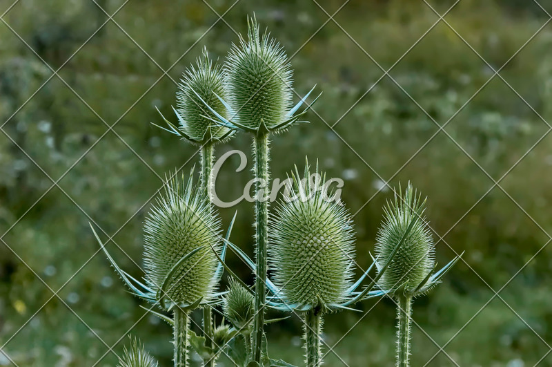 Spiky Plants Photos By Canva   Canva Spiky Plants MACQmBFll3A 