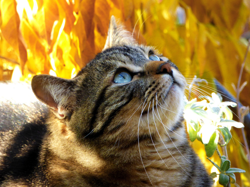 Cat Tabby Kitty Autumn Leaves Feline Kitten Photos By Canva
