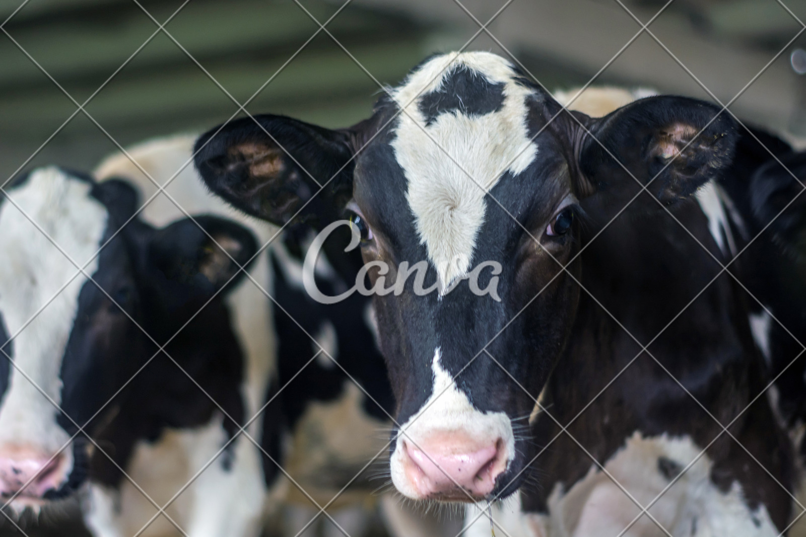 A Small Cute Calf In A Barn Building Photos By Canva