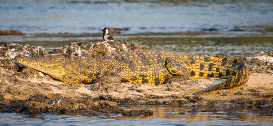 Portrait of Beautiful Yellow Golden Nile Crocodile Laying ...