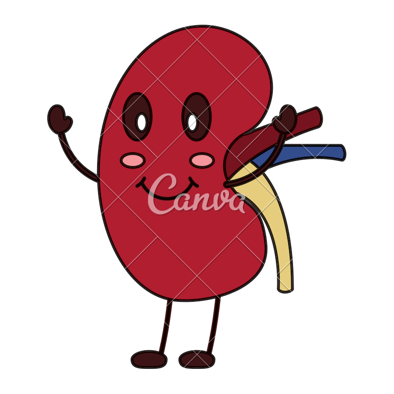 Kidney Cartoon Png - Kidney Failure Disease