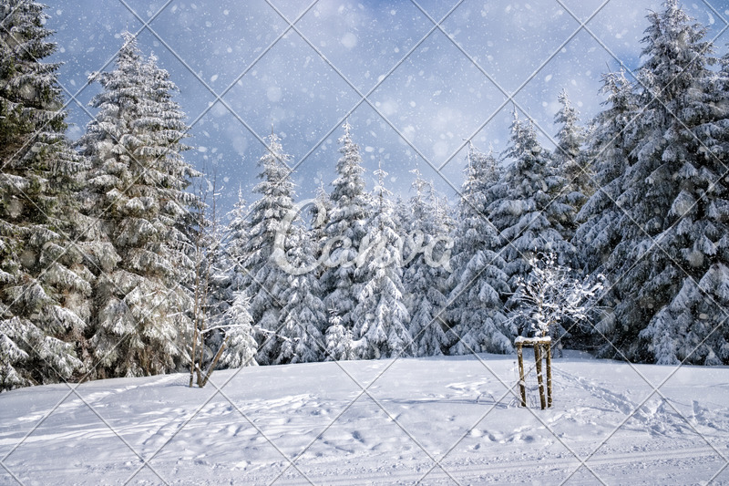 Winter Wonderland White Snow Background - Photos by Canva