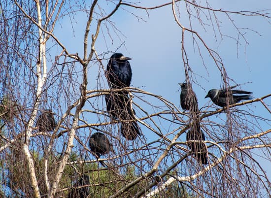 Le corbeau freux est très sociable, il vit en colonie très bruyante,  qui semble parfois très organisée. 