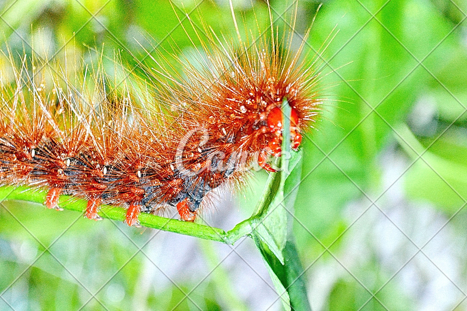 Hairy Caterpillars Photos By Canva