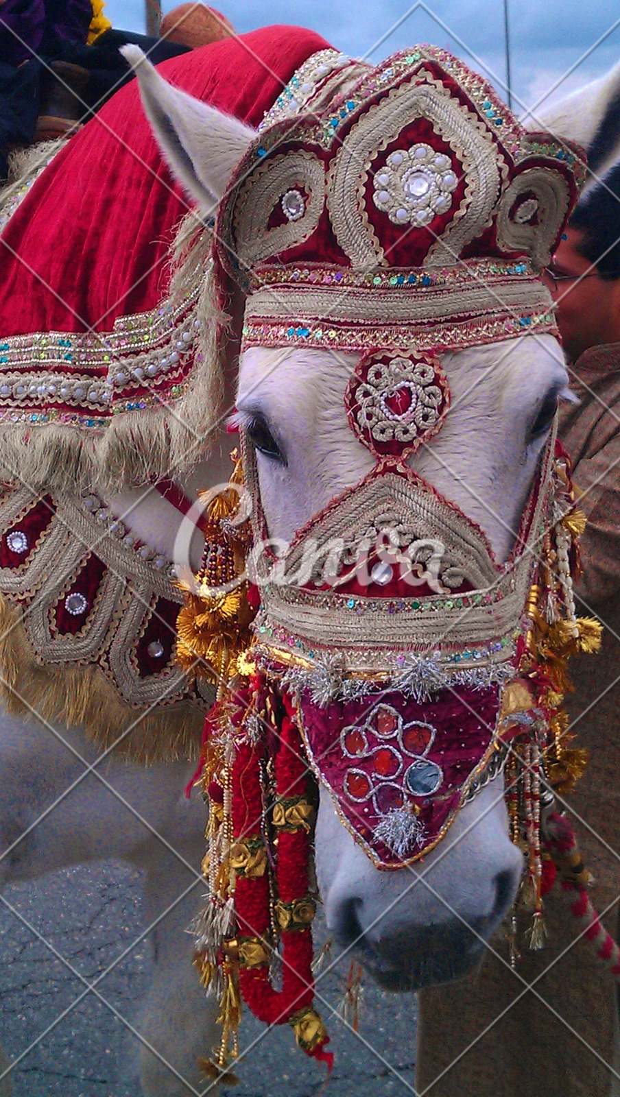 Decorated White Horse With Traditional Garb At An Indian Wedding