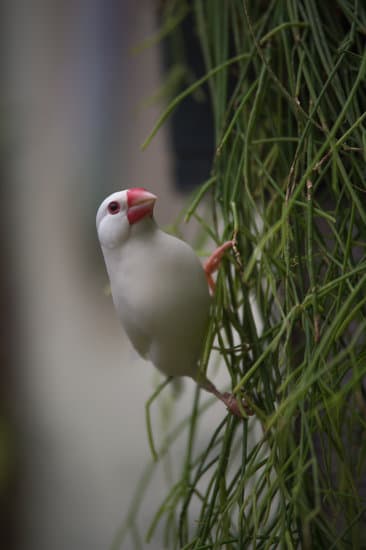 Oiseau Blanc Avec Un Bec Rouge Perché Sur Une Herbe En