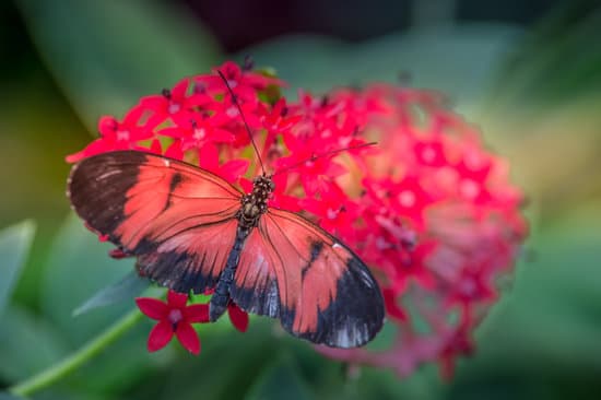 Papillon Blanc Rouge Et Noir Seul Sur Une Fleur Rouge Sur