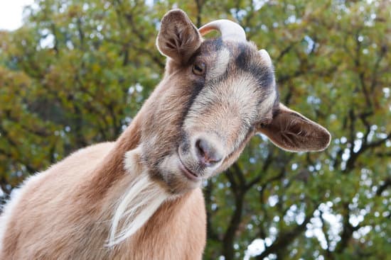 canva-billy-goat-portrait-MADCH4-Ru1E.jpg
