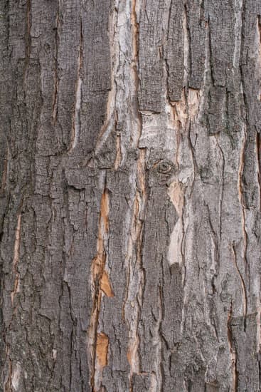 Black Poplar Tree Bark Photos By Canva