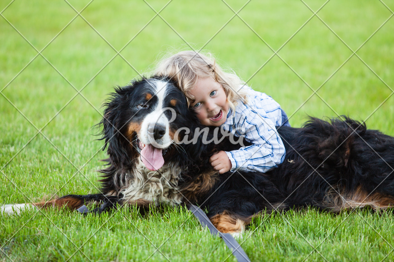 Boy With Curly Blonde Hair Embraces A Bernese Mountain Dog
