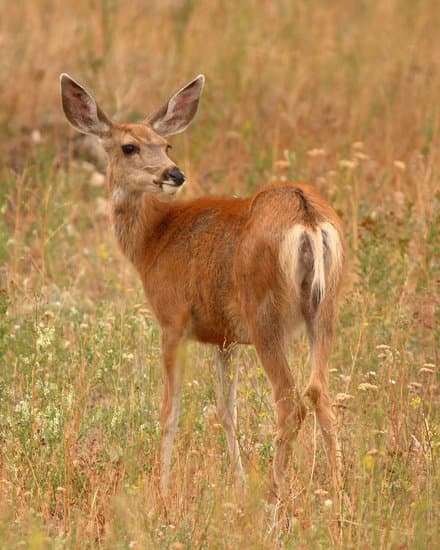 Female Mule Deer - Photos by Canva