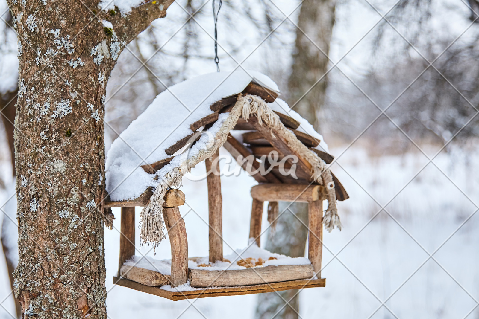 Homemade Bird Feeder Helping Birds In Winter Photos By Canva