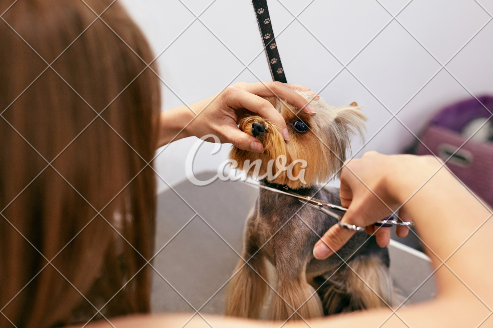 Dog Grooming At Pet Salon Funny Dog Getting Haircut Photos By Canva