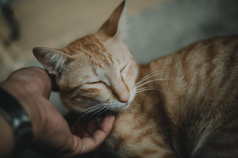 Person Petting Orange Tabby Cat