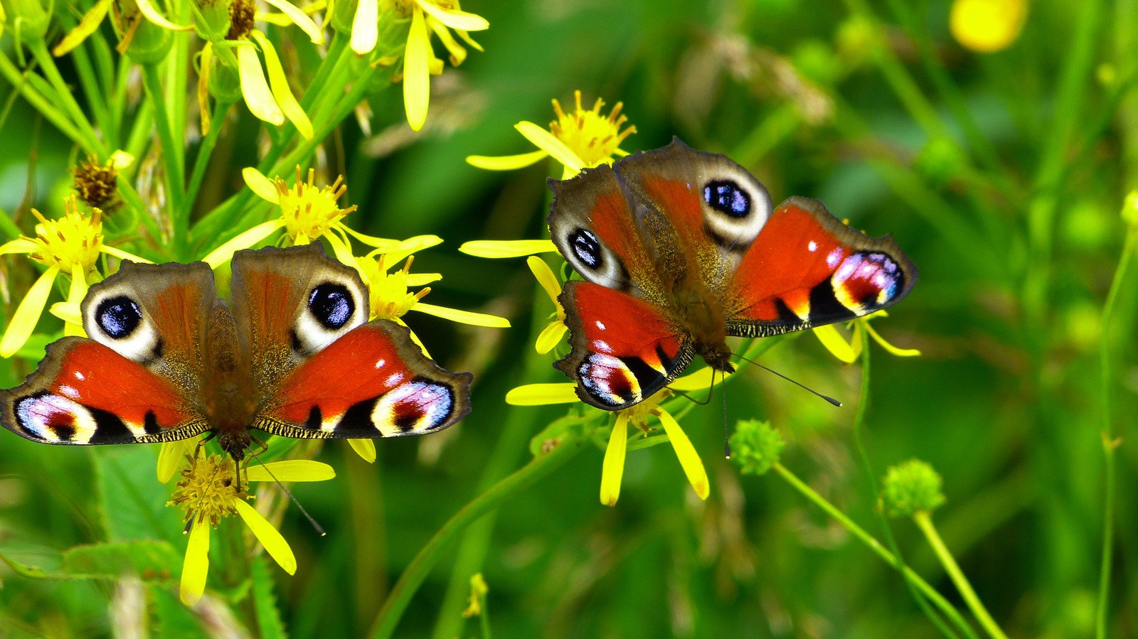2 Peacock Butterflies Perched on Yellow Flower in Close Up Photography during Daytime