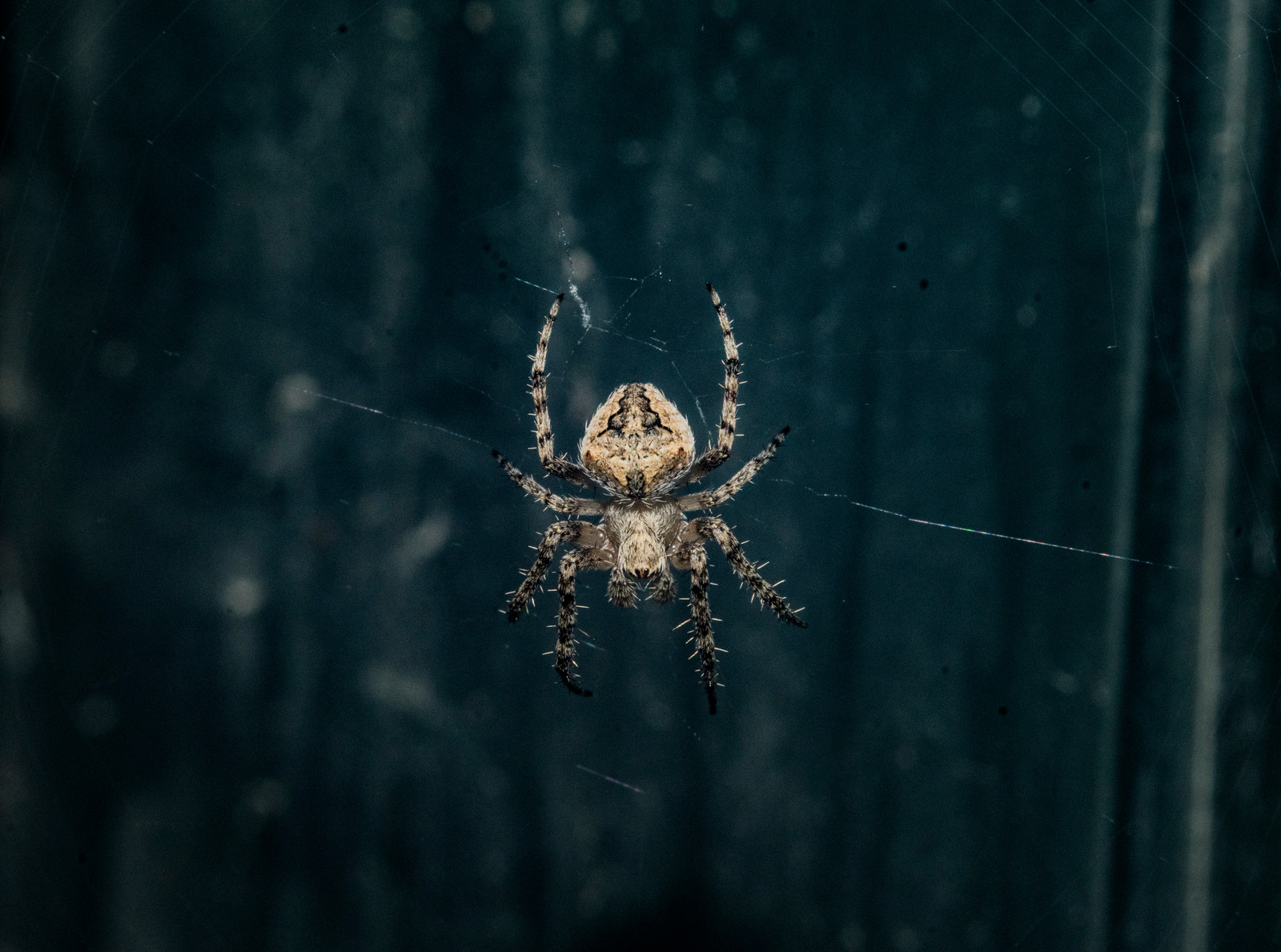 Brown Araneus Cavaticus Barn Spider Photos By Canva