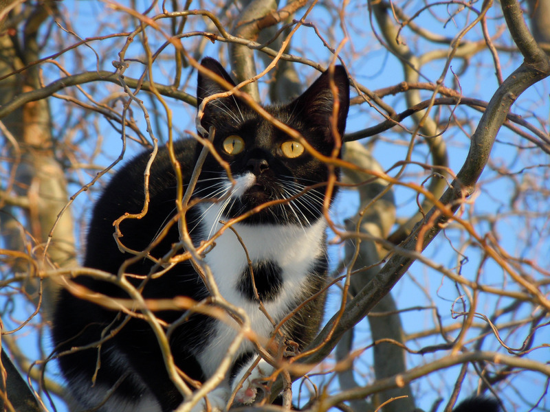 Black and White Cat in a Tree