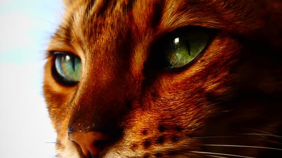 Visage Et Oeil Vert De Chat Bengal En Plan Rapproché De