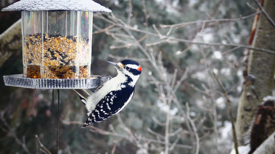 Pic Mineur Sur Une Mangeoire à Oiseau Photos By Canva