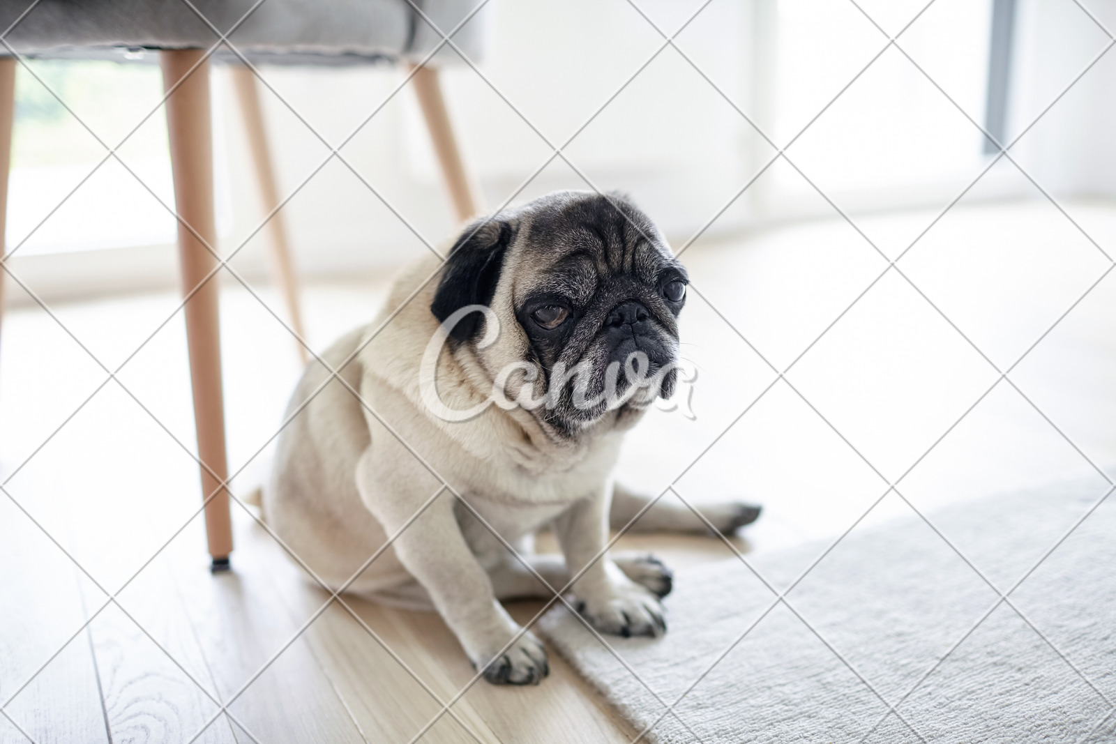 Sad Mops Dog Sitting Under A Chair Tired Pug On The Floor