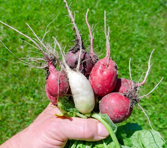 Red And White Radishes Photos By Canva