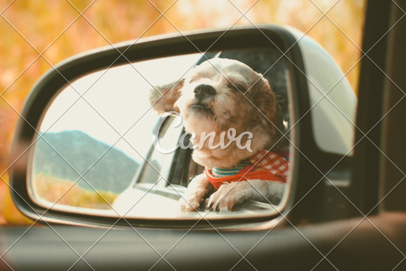 Cutely White Short Hair Shih Tzu Dog In Car Mirror Looking