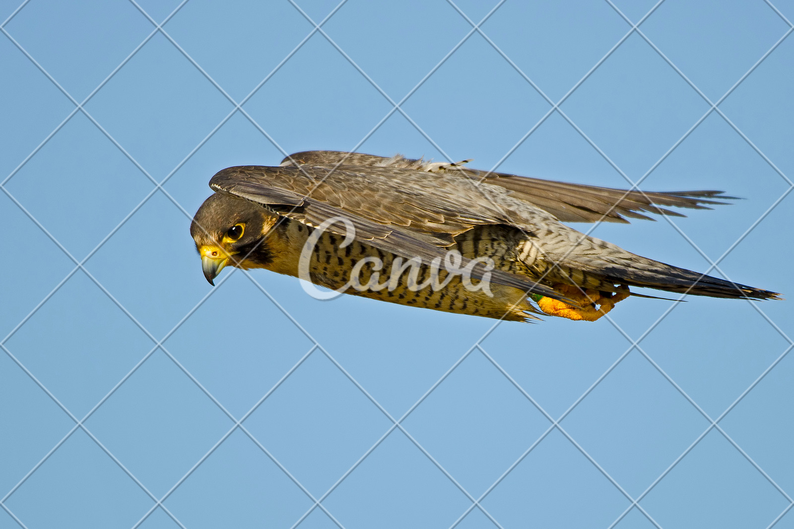 Peregrine Falcon In Flight Photos By Canva