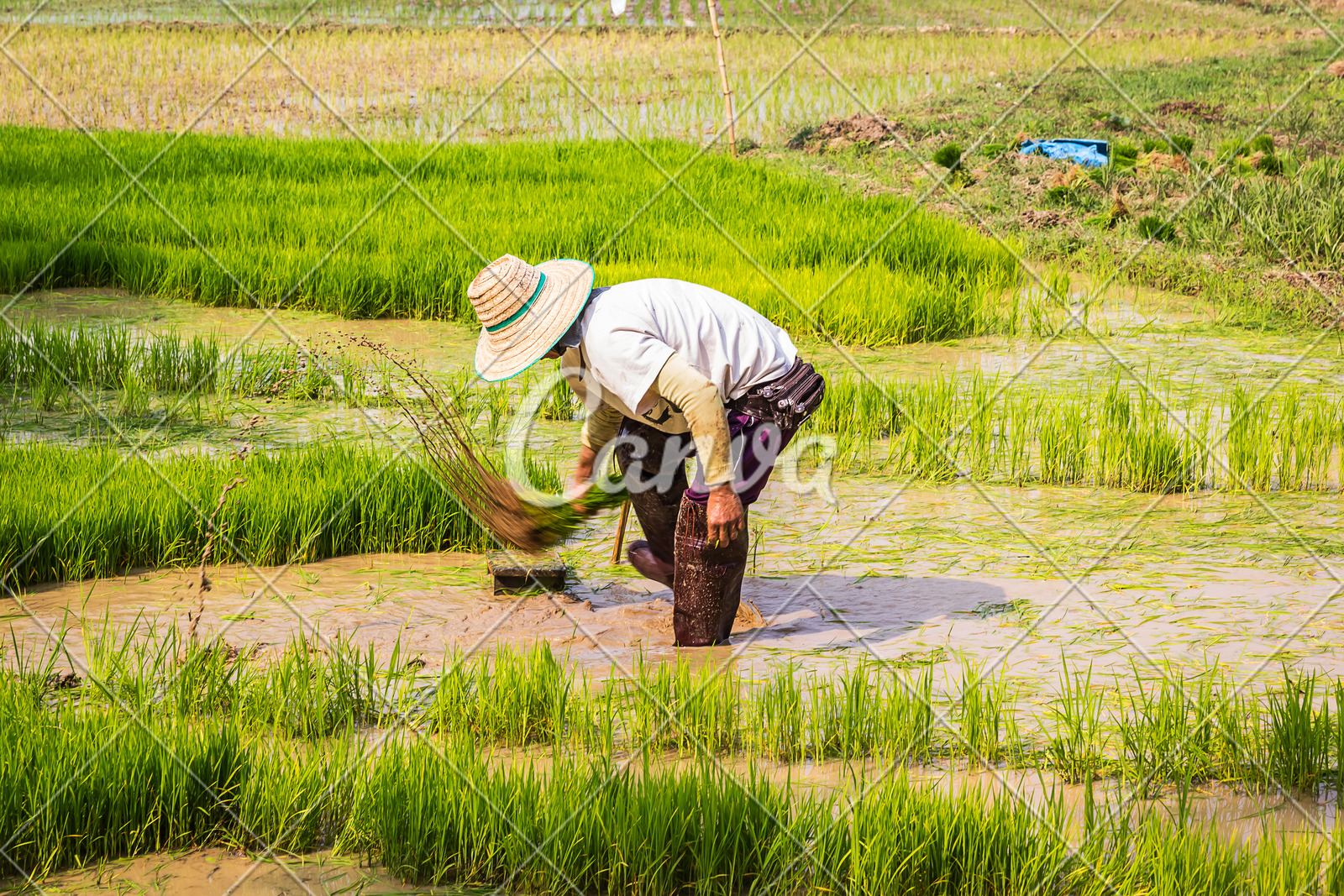 Thai Rice Farmer Working Photos By Canva - 